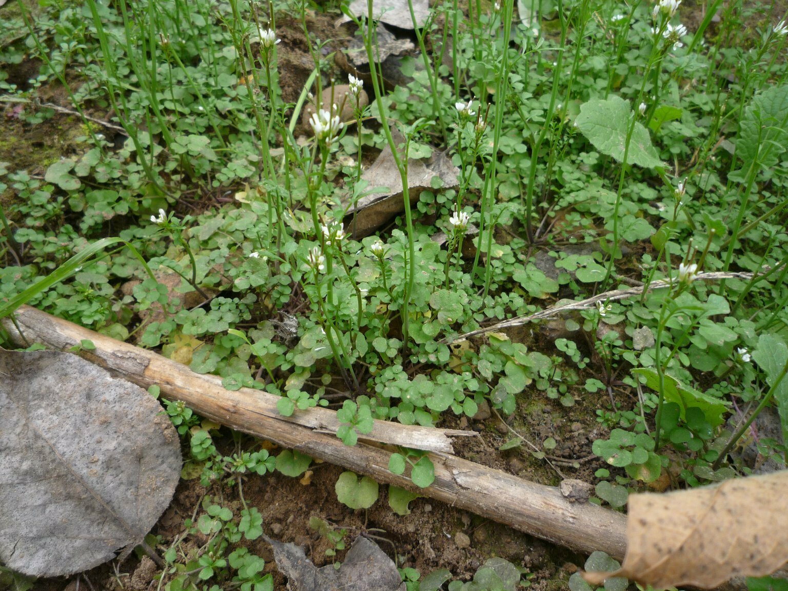 High Resolution Cardamine oligosperma Fruit